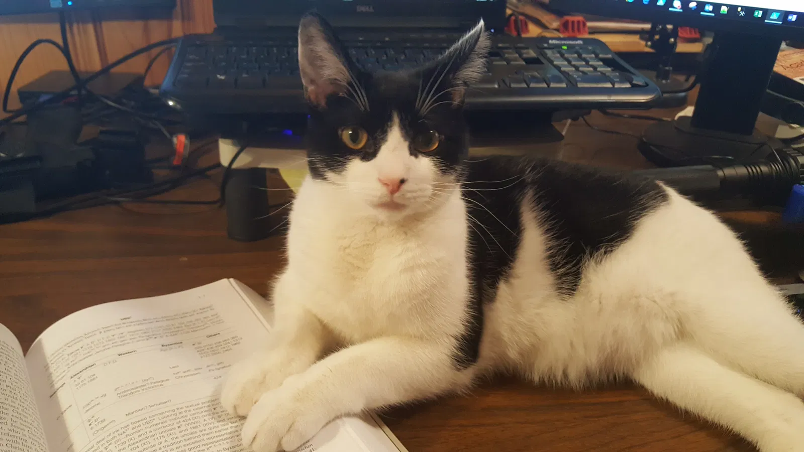 Lost cat in Cincinnati, OH, 45255