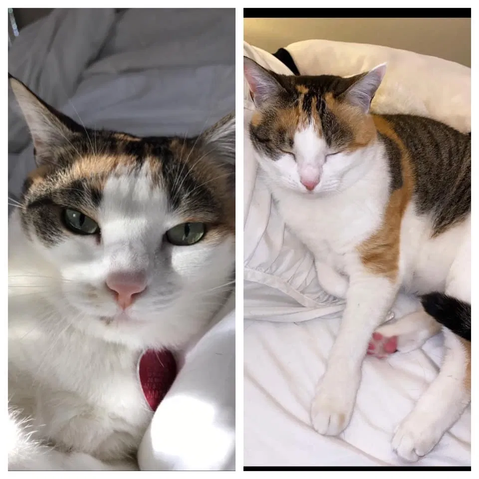 Lost cat in Orlando, FL, 32812