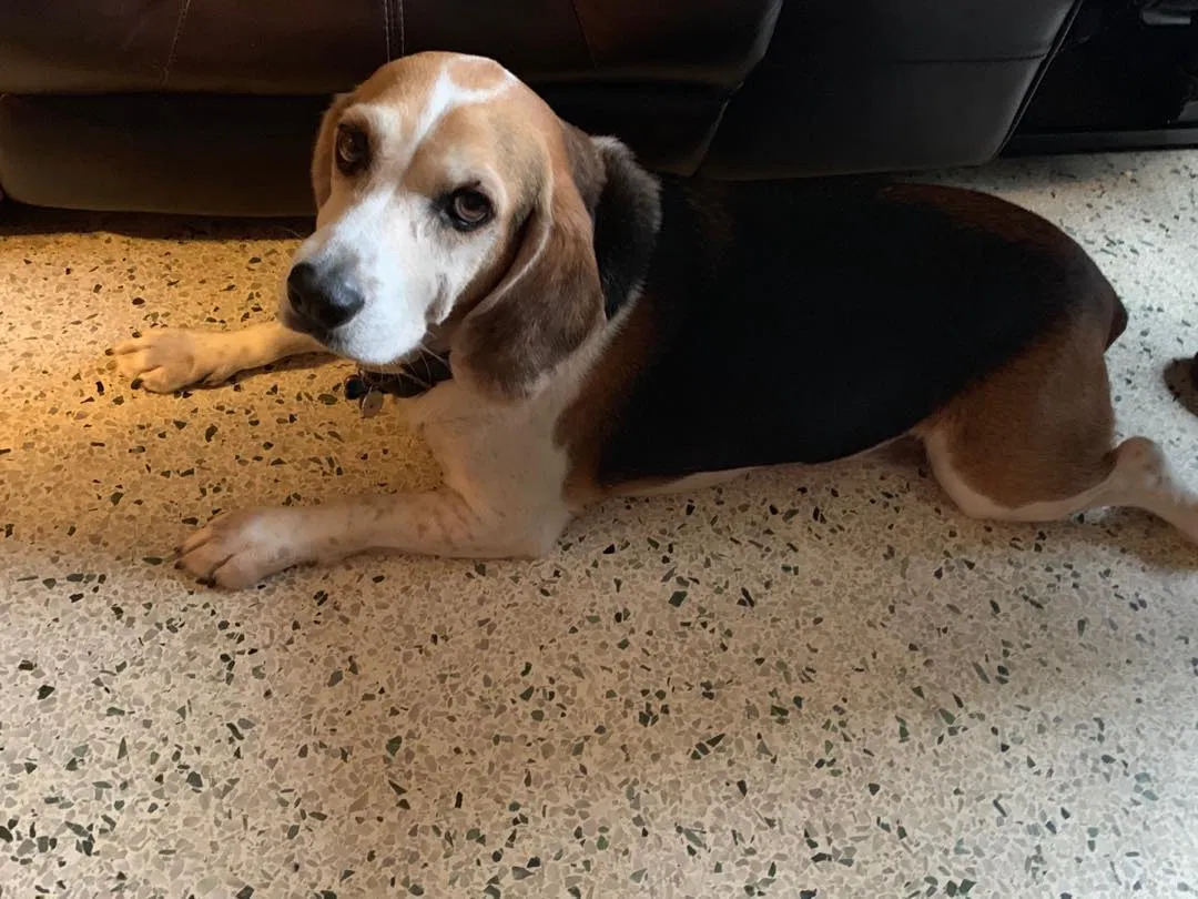 Lost dog in Miami, FL, 33127