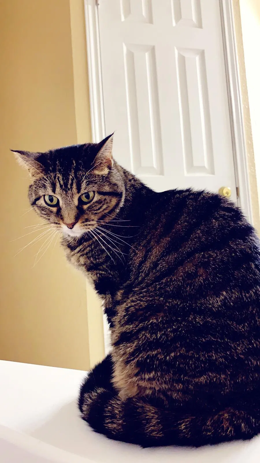 Lost cat in Killeen, TX, 76549