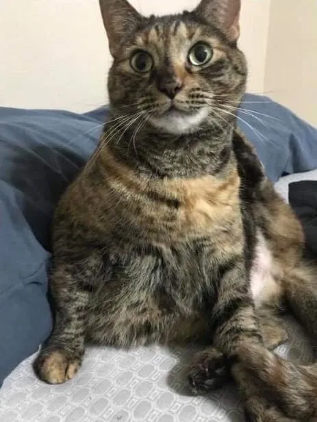Lost cat in Davenport, FL, 33837