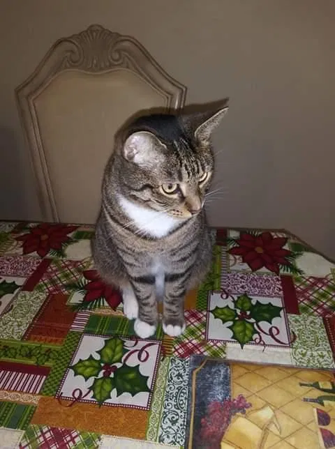 Lost cat in Tampa, FL, 33615