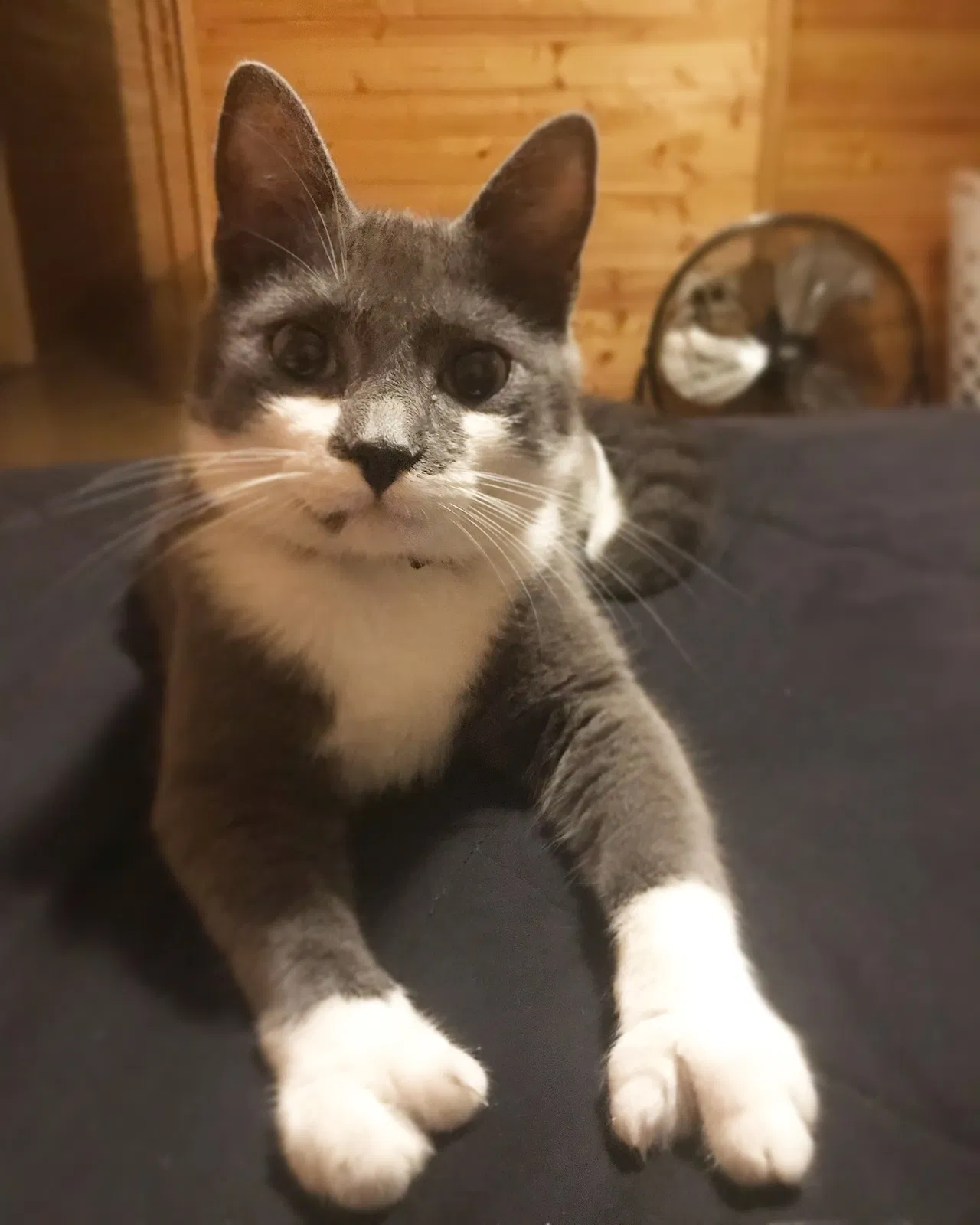 Lost cat in Fairview, NC, 28730