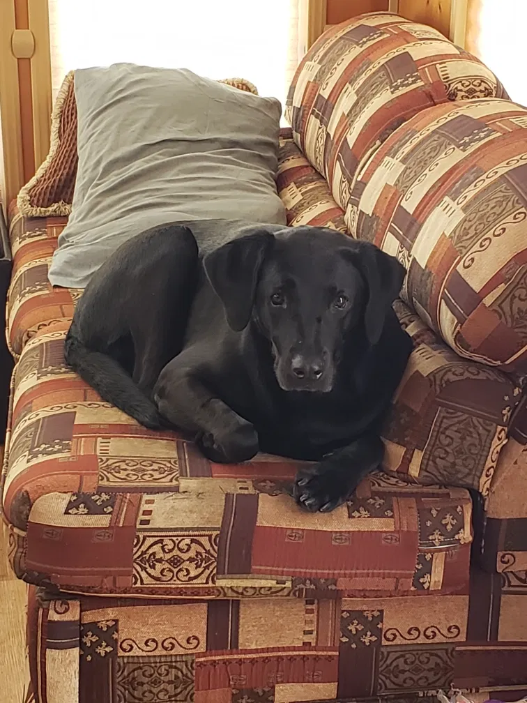 Lost dog in Burnsville, MN, 55337