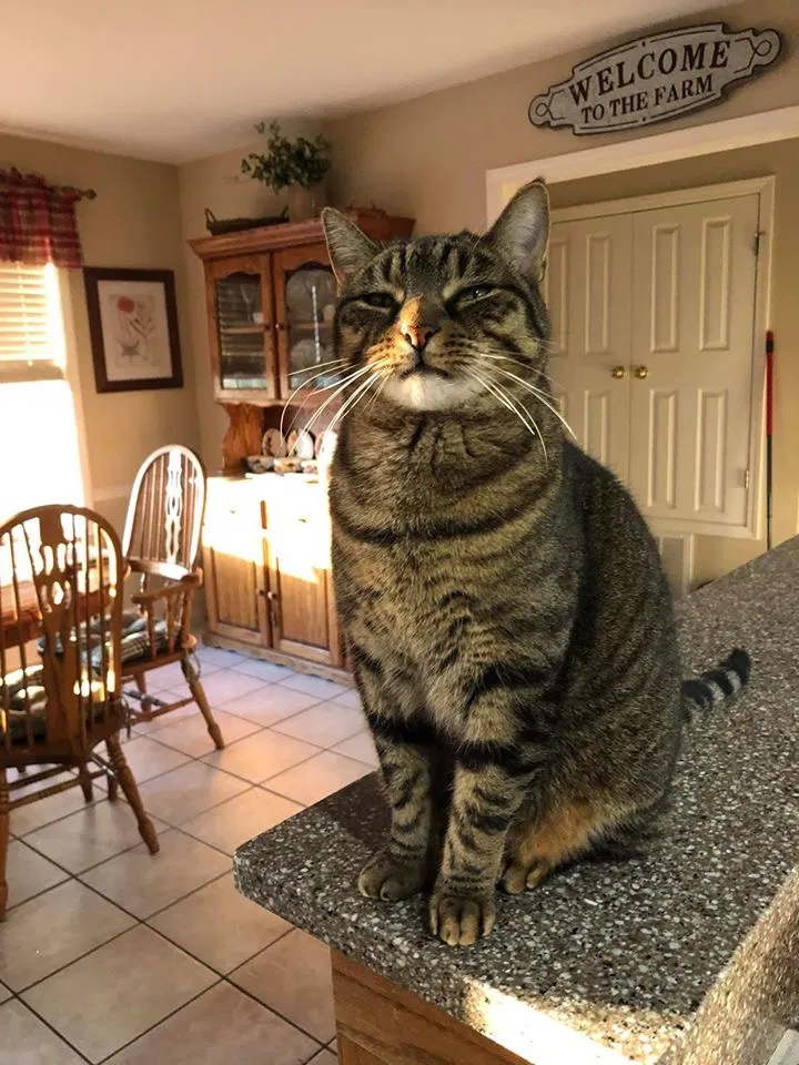 Lost cat in Biloxi, MS, 39532