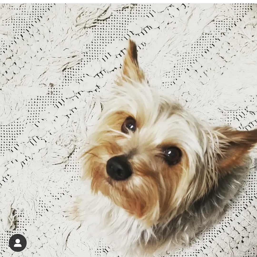 Lost cat in Laredo, TX, 78045
