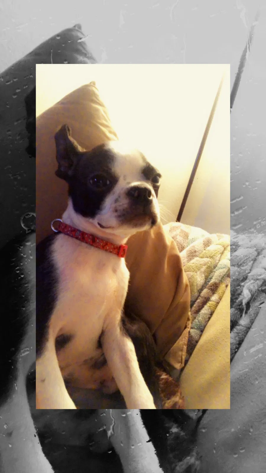Lost dog in Fort Campbell, KY, 42223