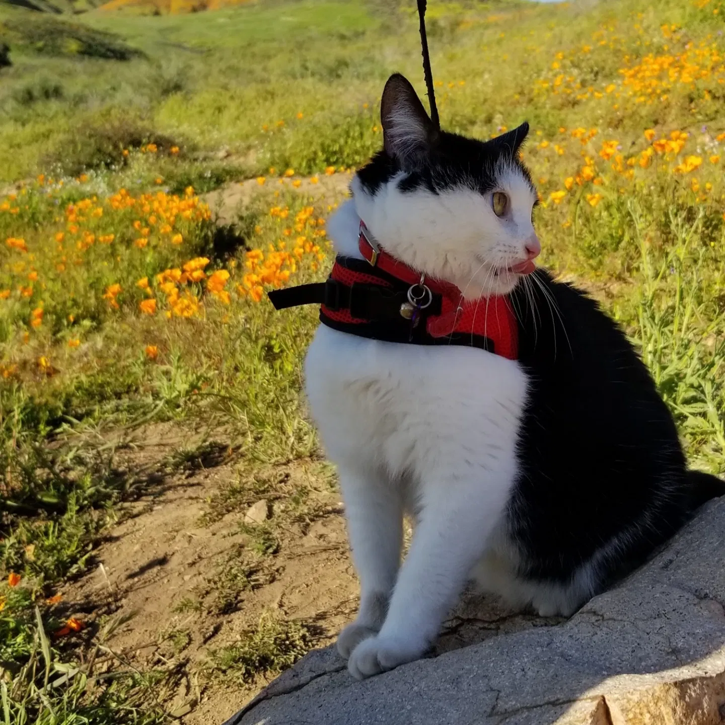 Lost cat in Poway, CA, 92064