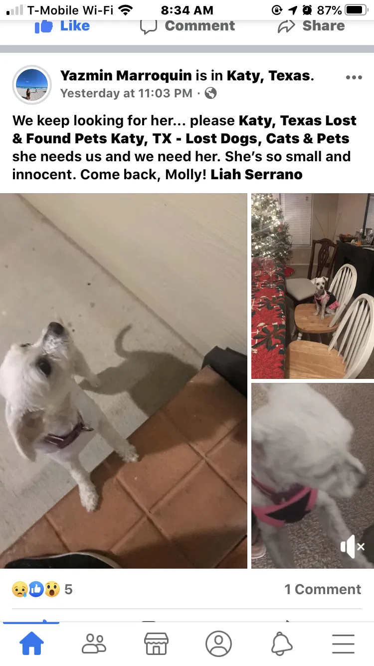 Lost dog in Katy, TX, 77450