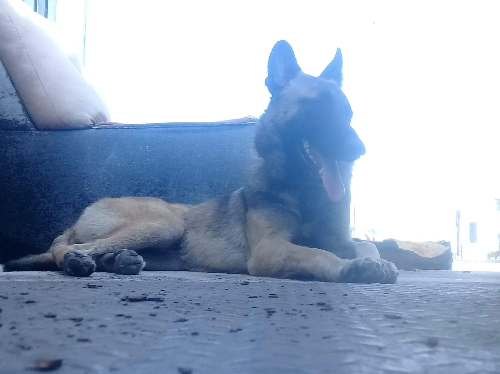 Lost dog in Brownsville, TX, 78520