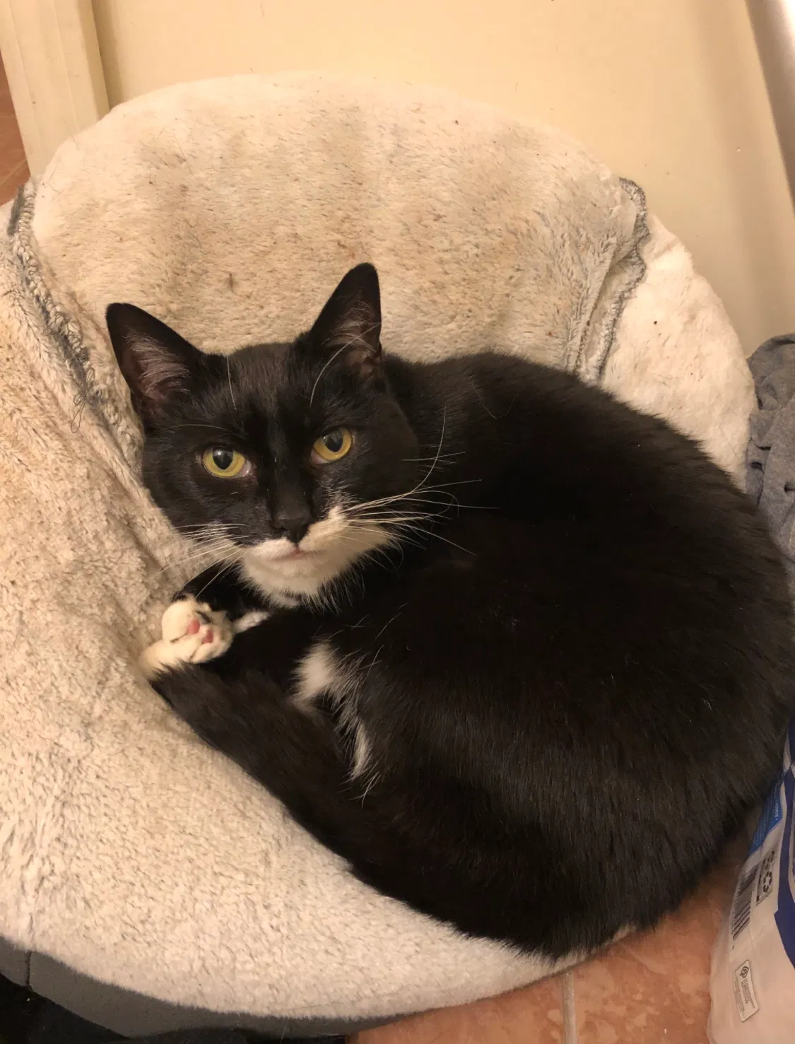 Lost cat in Plainfield, CT, 6374