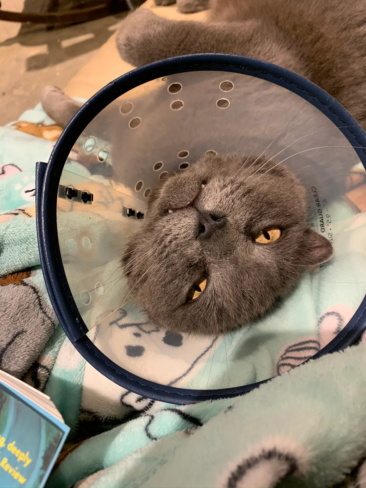 Lost cat in Easley, SC, 29642