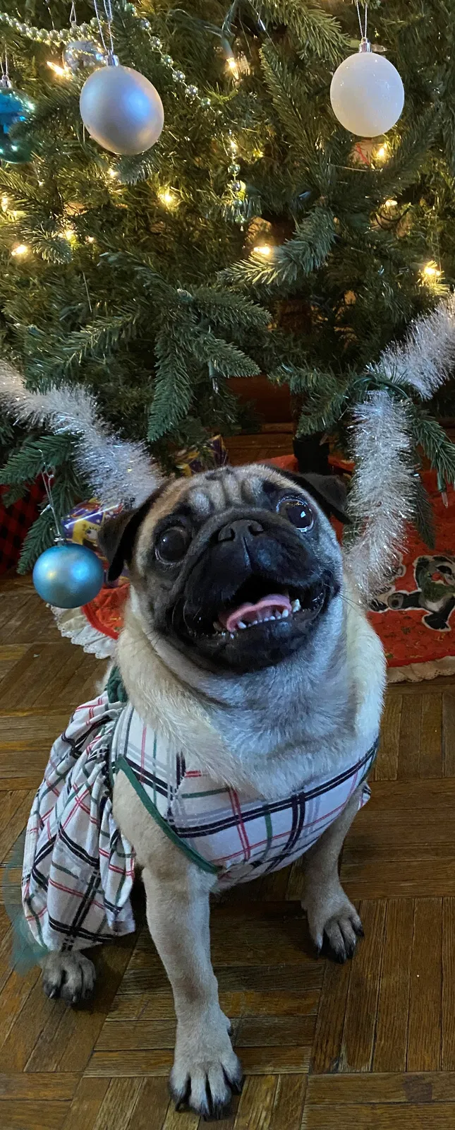 Lost dog in Chicago, IL, 60623