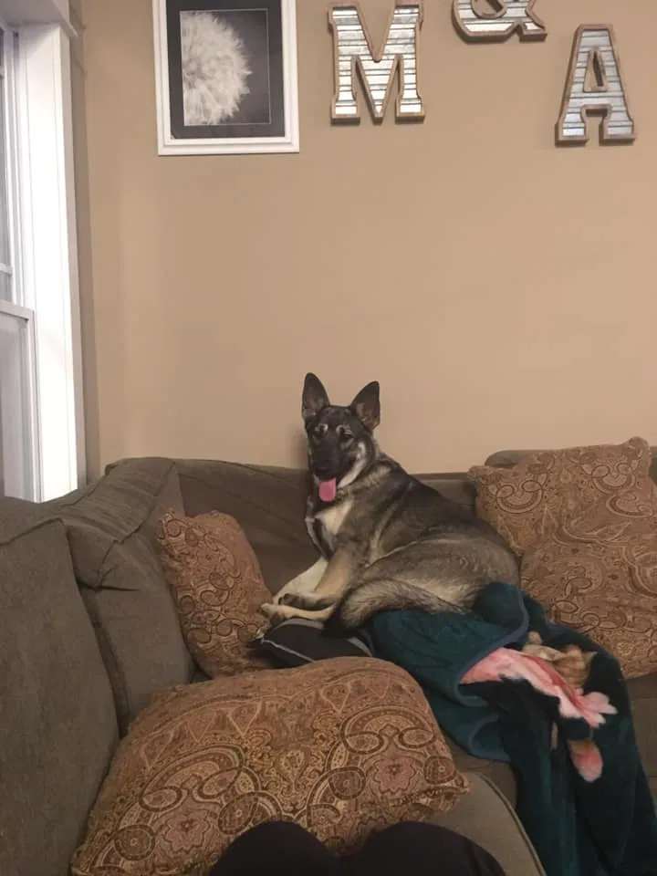 Lost dog in Old Fort, TN, 37362
