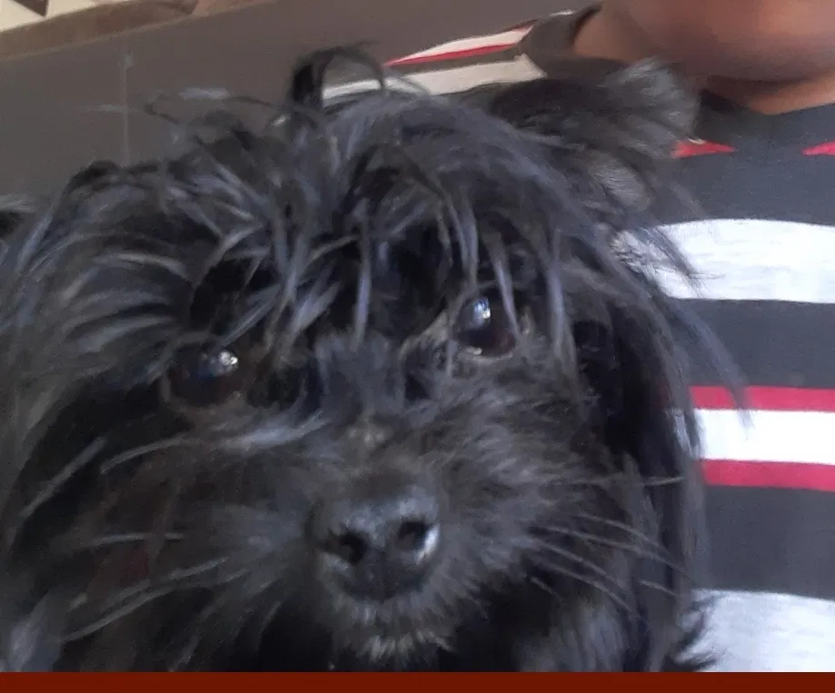 Lost dog in Bakersfield, CA, 93313