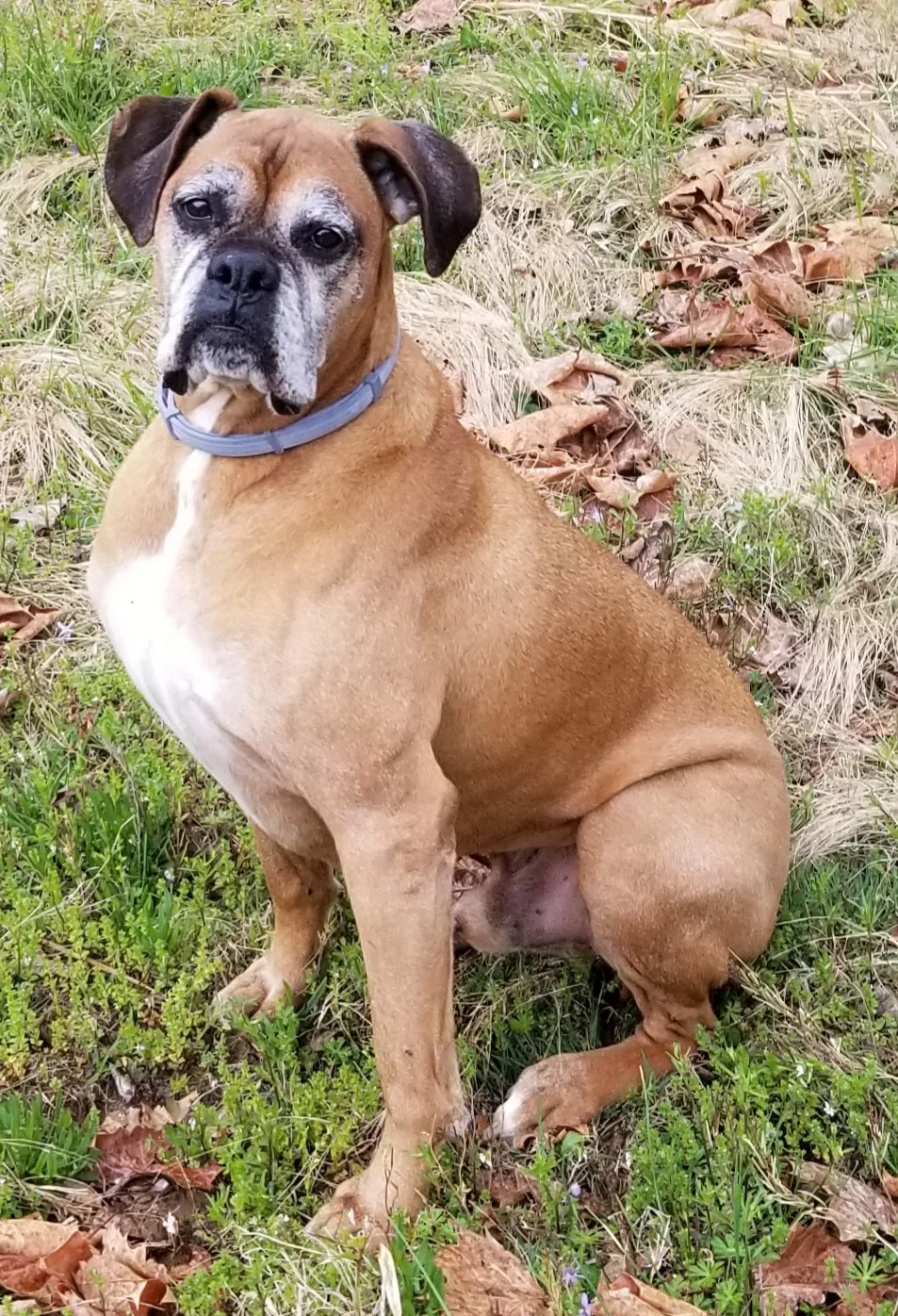Lost dog in Travelers Rest, SC, 29690