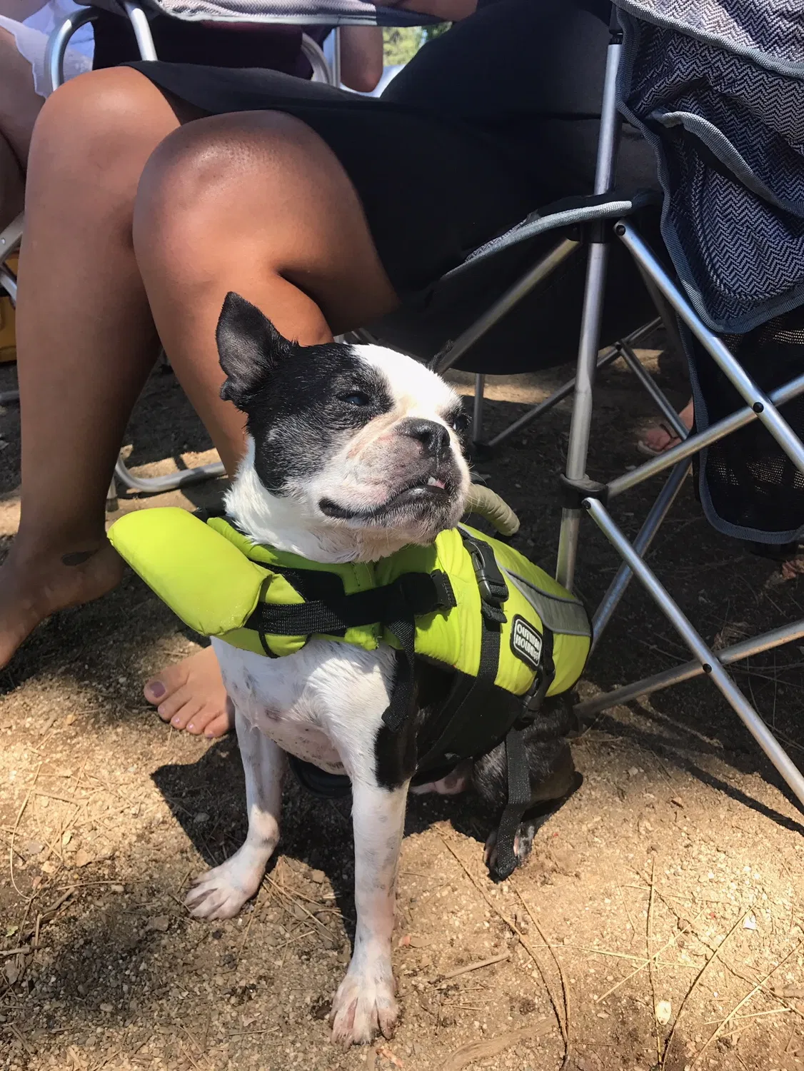 Lost dog in Sacramento, CA, 95825