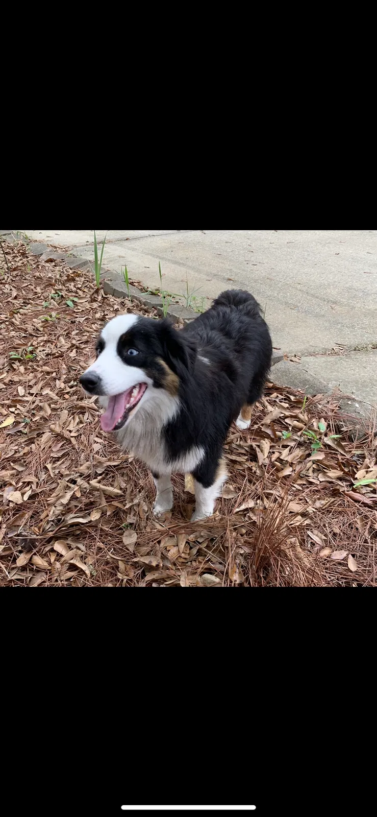 Lost dog in Gulfport, MS, 39503