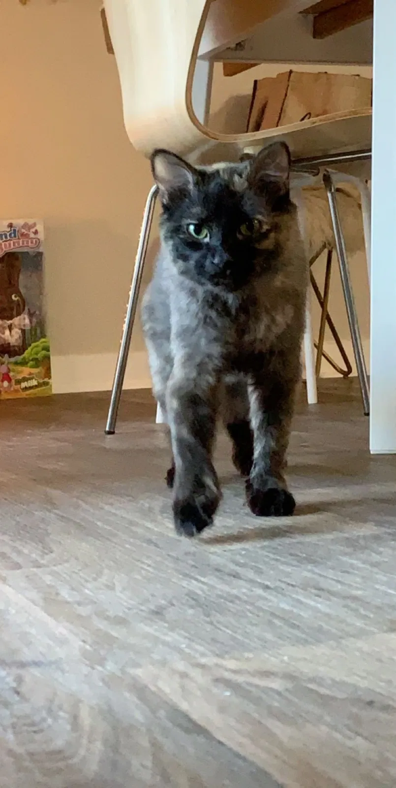 Lost cat in Hillsboro, OR, 97124