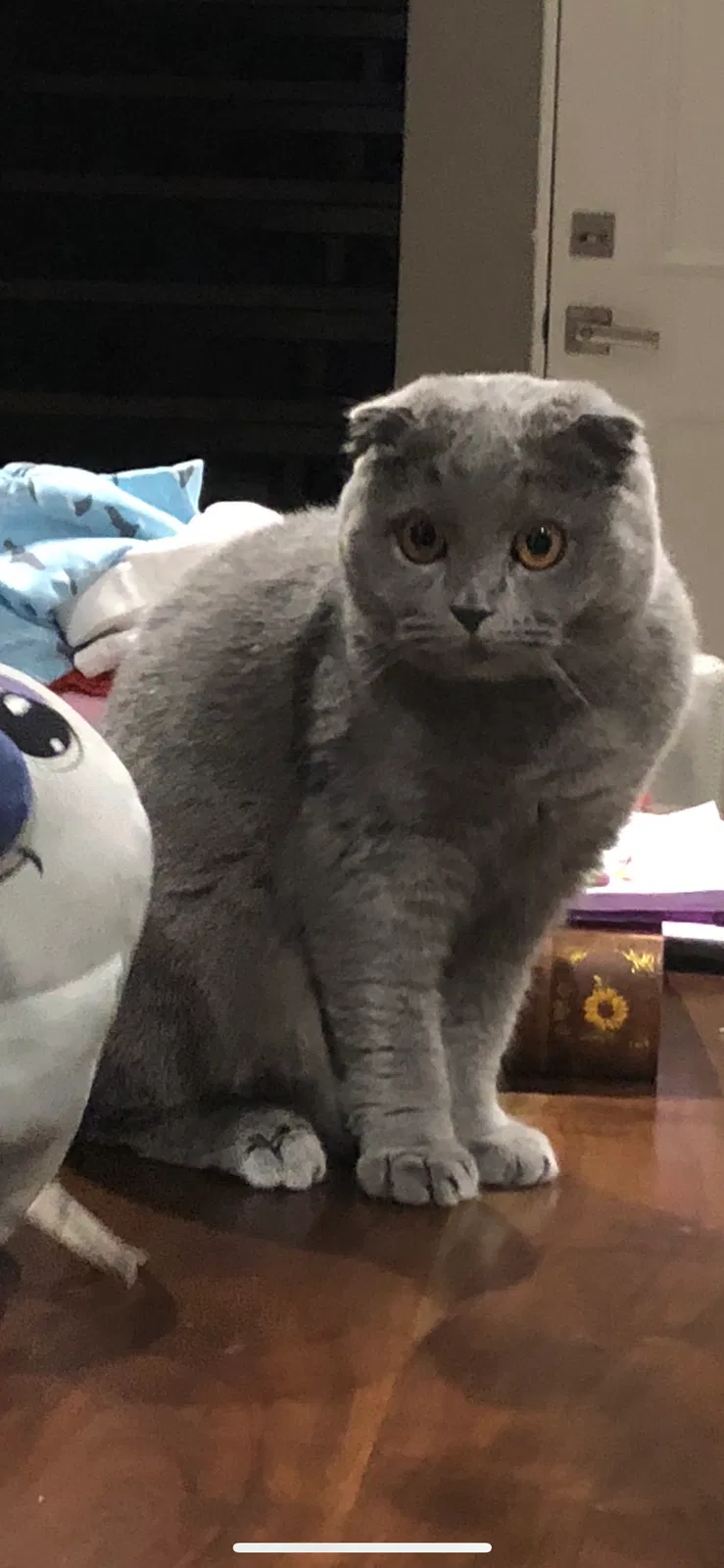Lost cat in Orlando, FL, 32819