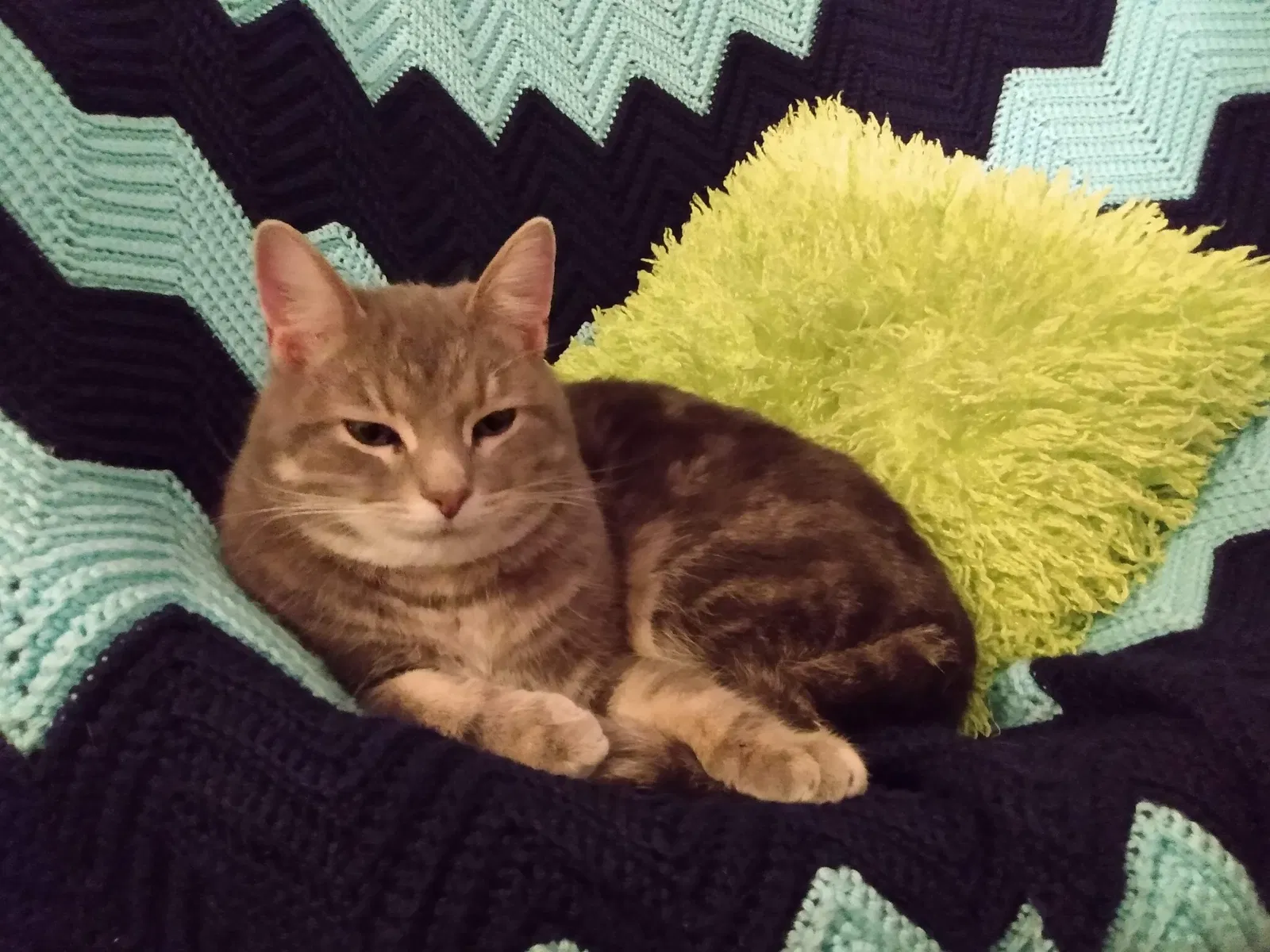 Lost cat in Dayton, OH, 45424