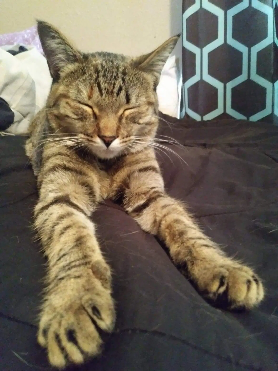 Lost cat in Colorado Springs, CO, 80910