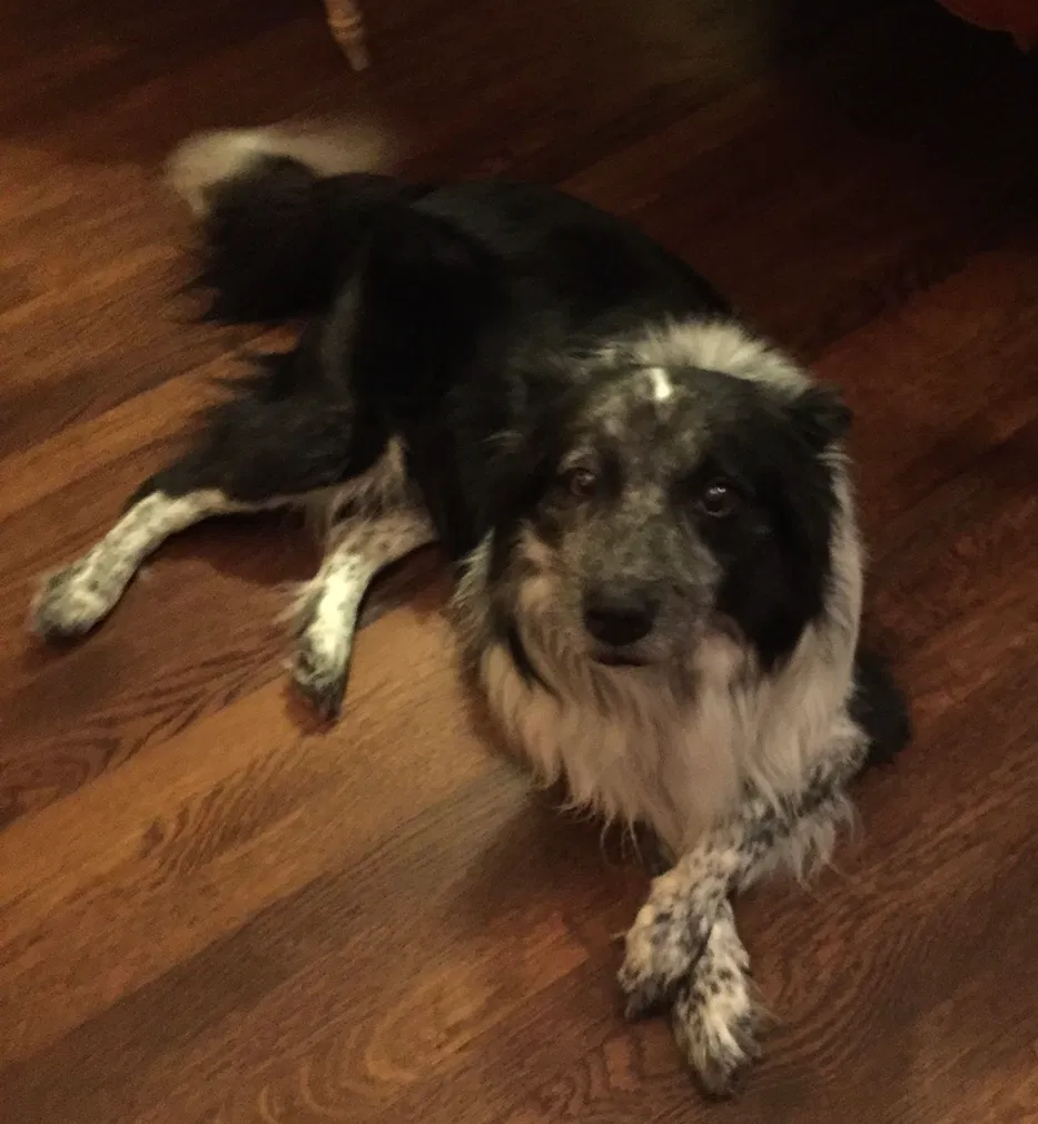 Lost dog in Jeanerette, LA, 70544