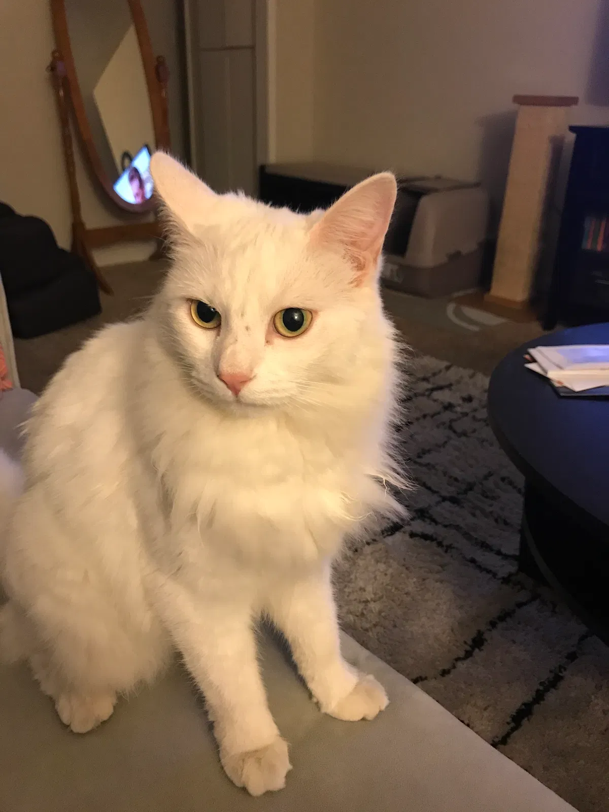 Lost cat in Los Angeles, CA, 90005