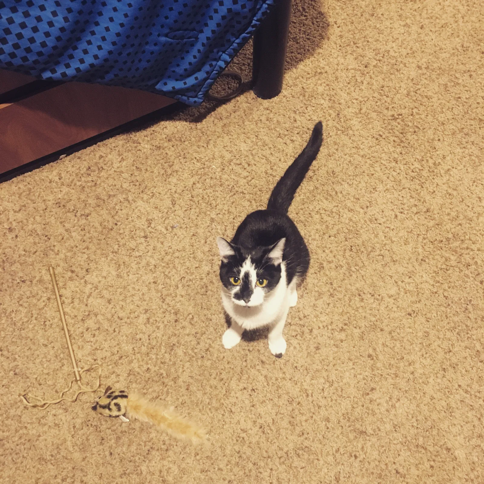 Lost cat in Conway, SC, 29526