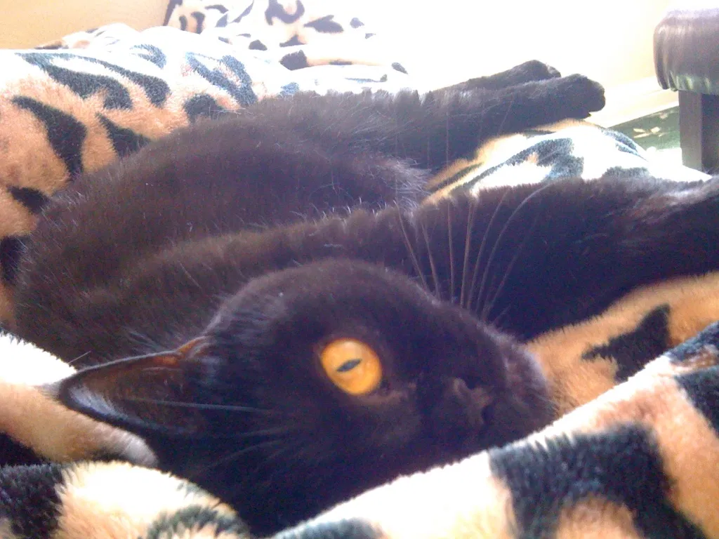 Lost cat in San Diego, CA, 92105