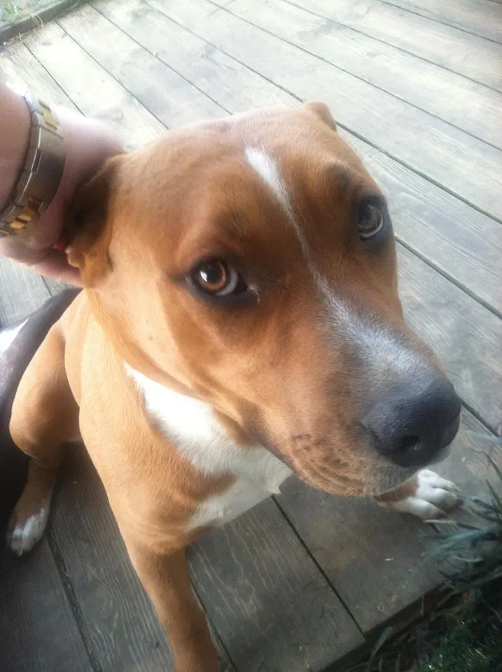Lost dog in Dunn, NC, 28334