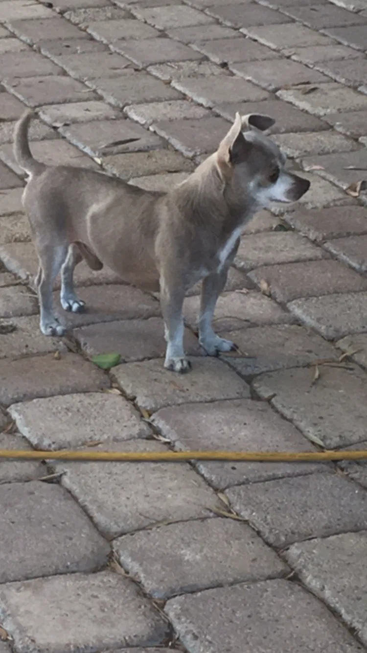 Lost dog in Mission, TX, 78574