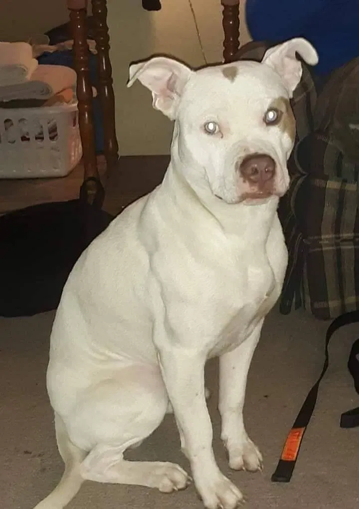 Lost dog in Trenton, GA, 30752