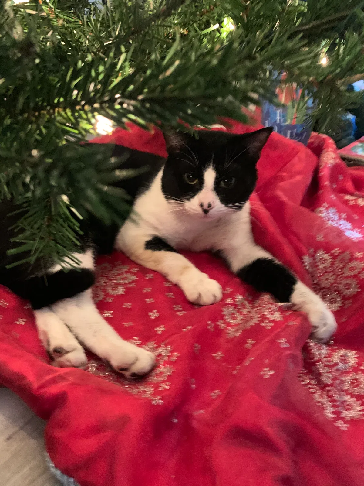Lost cat in Hagerstown, MD, 21740