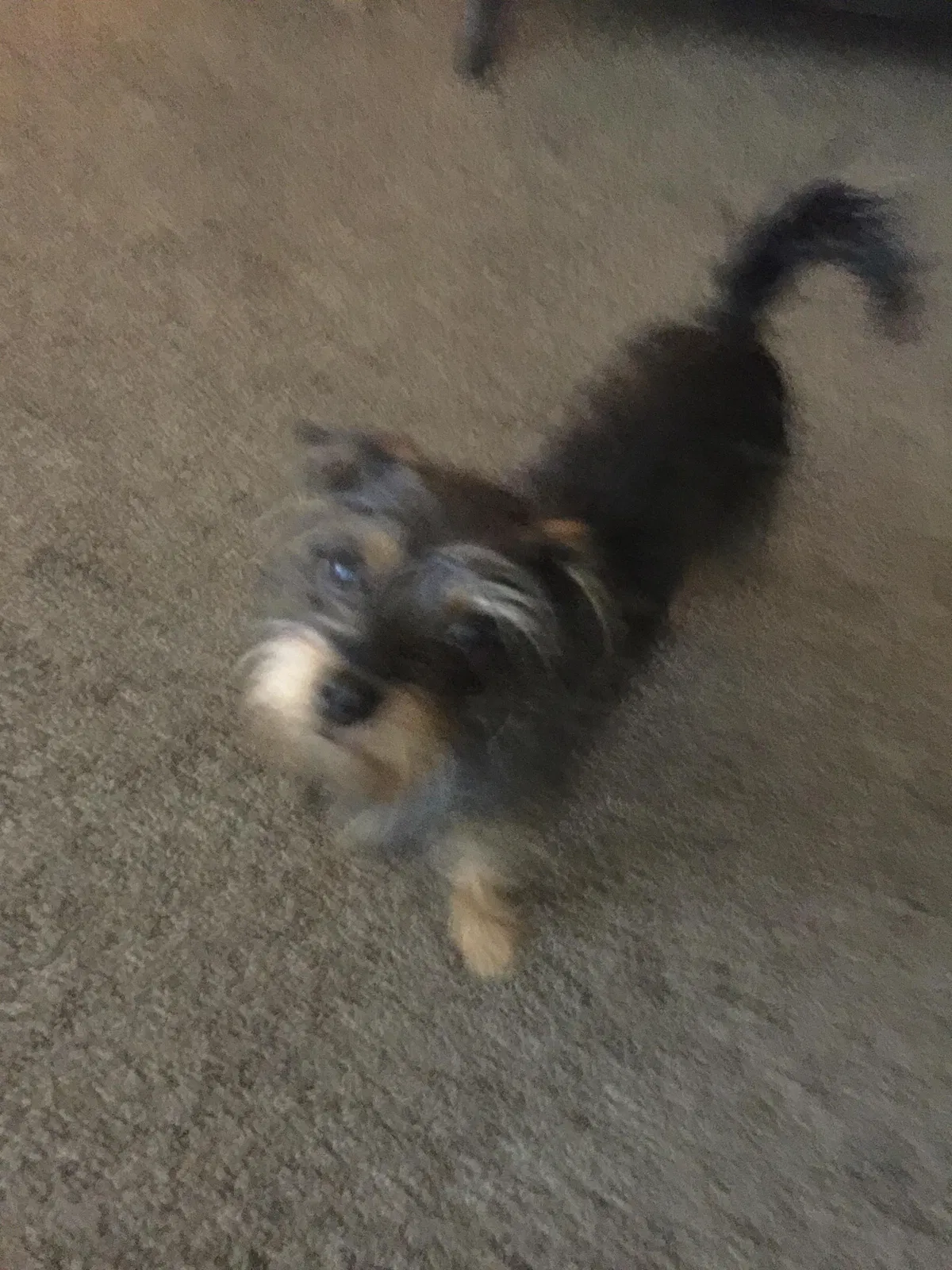 Lost dog in Fullerton, CA, 92833