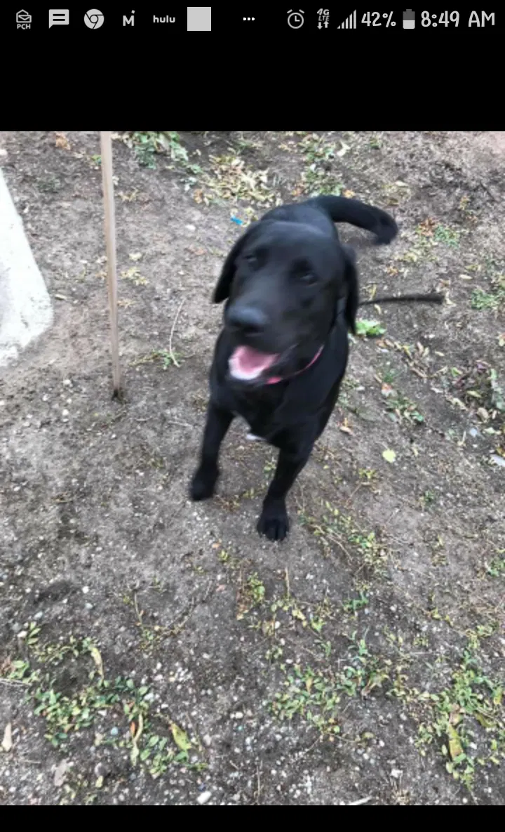 Lost dog in Deer Trail, CO, 80105