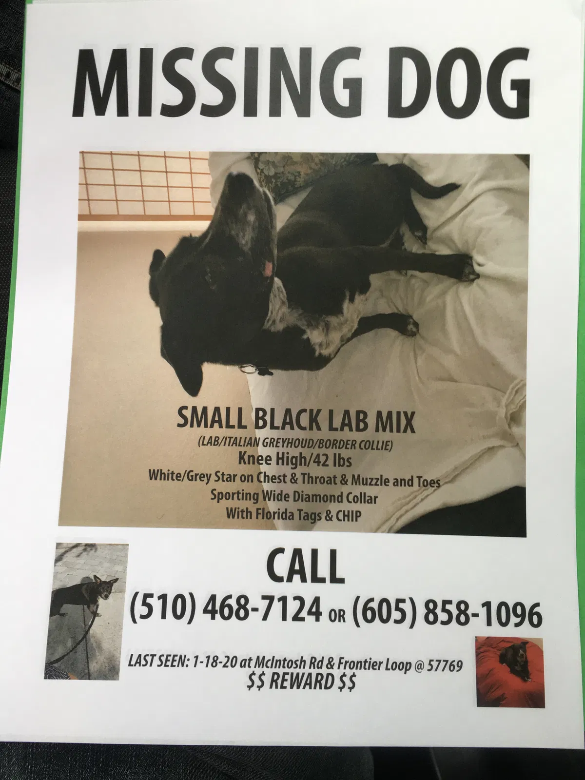 Lost dog in Piedmont, SD, 57769