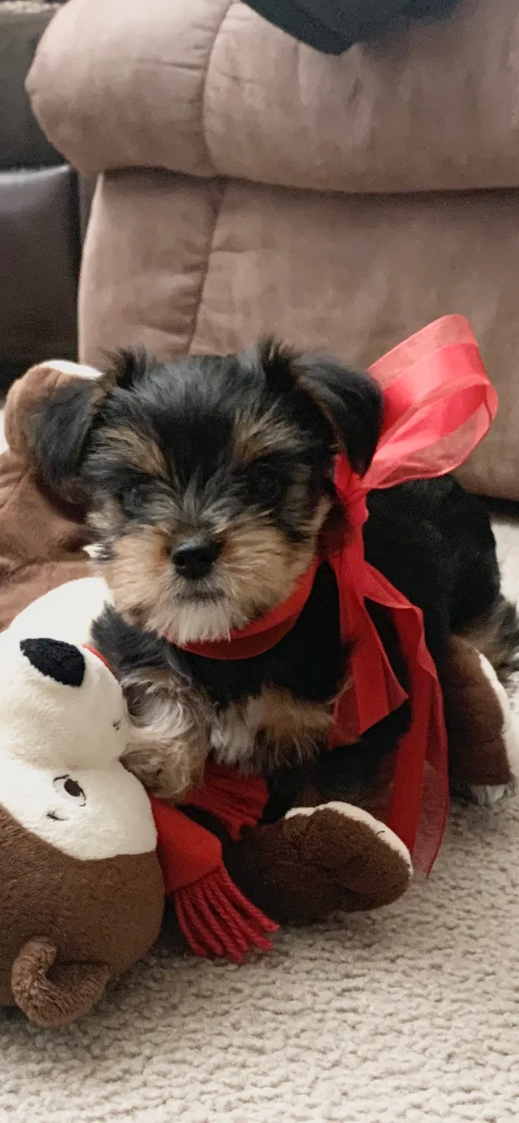 Lost dog in Dewey, AZ, 86327