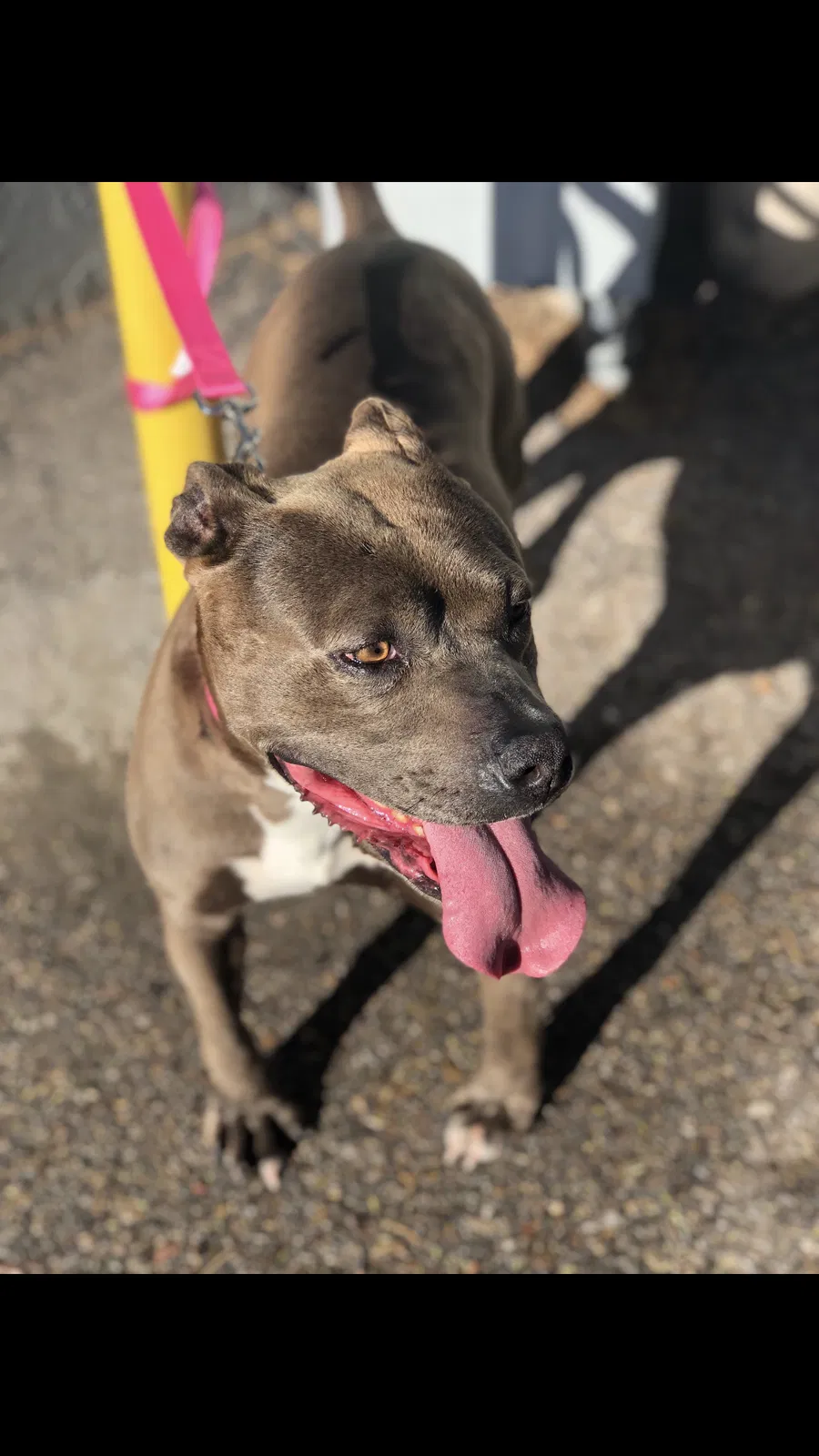 Lost dog in Tucson, AZ, 85743