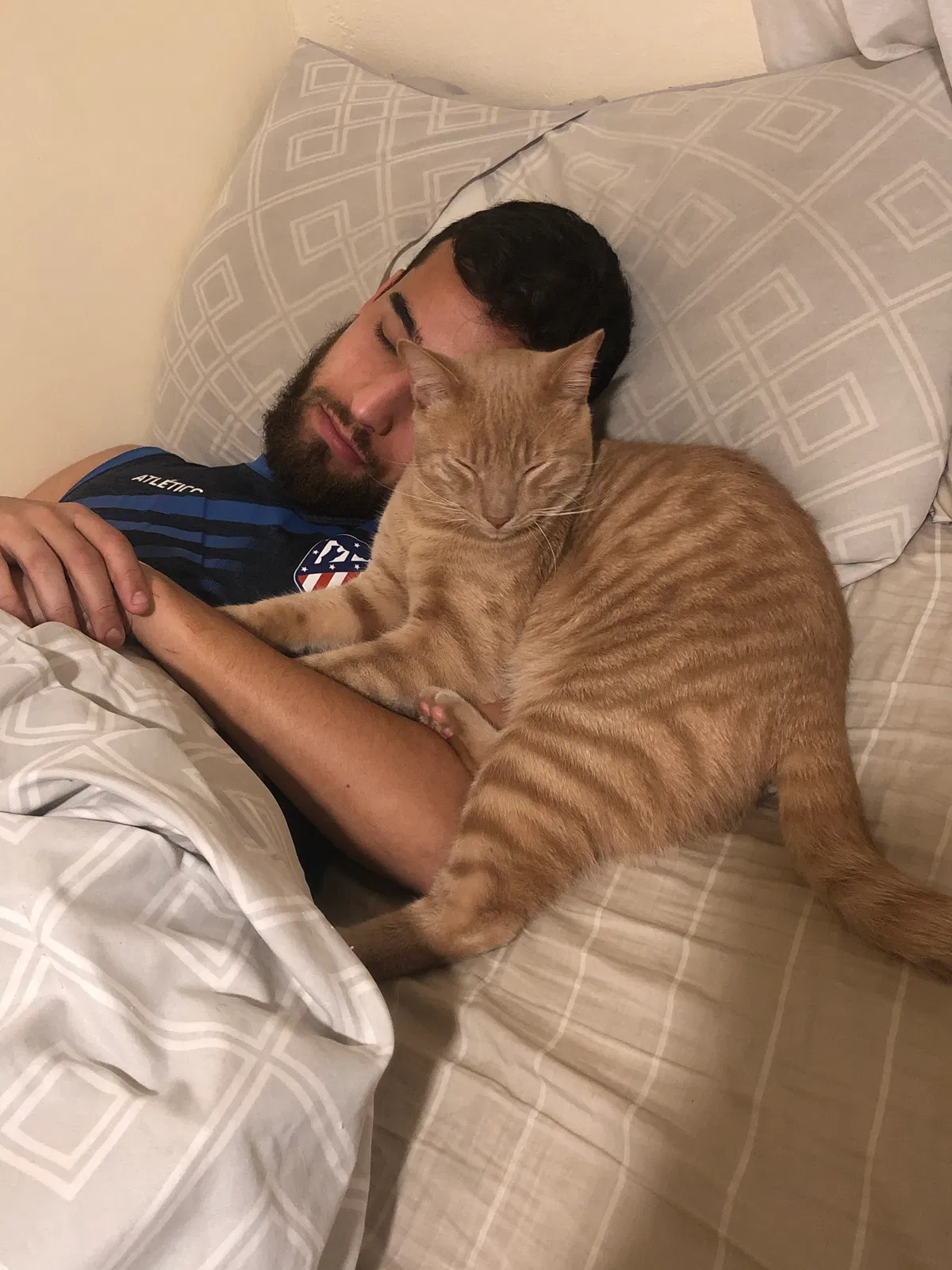 Lost cat in Buena Park, CA, 90620