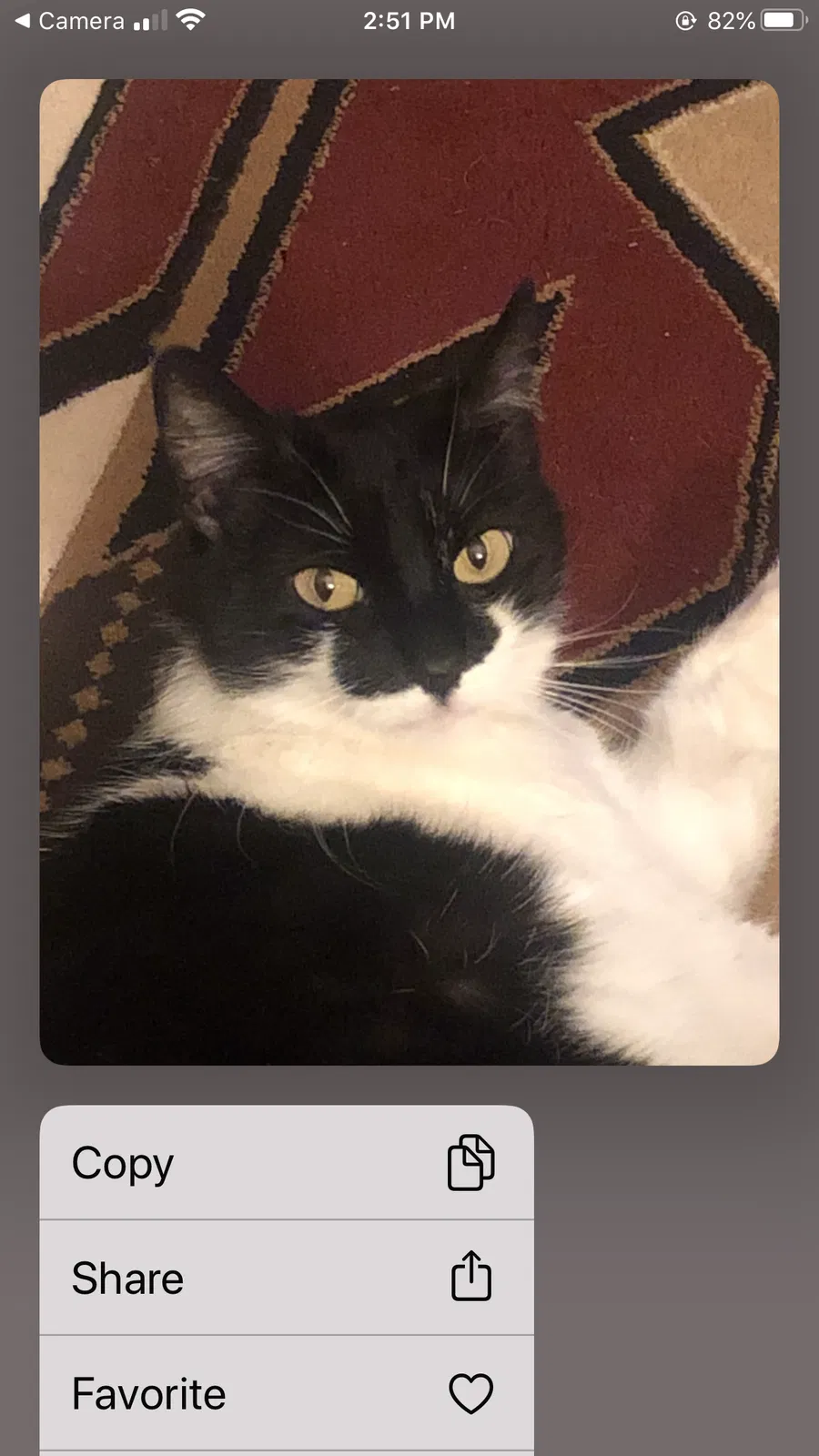 Lost cat in Phoenix, AZ, 85040