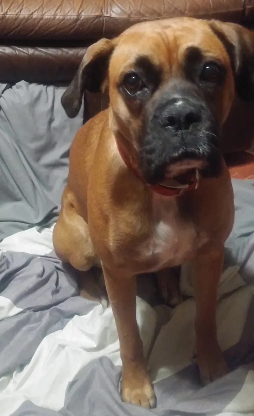 Lost dog in Port Saint Lucie, FL, 34953