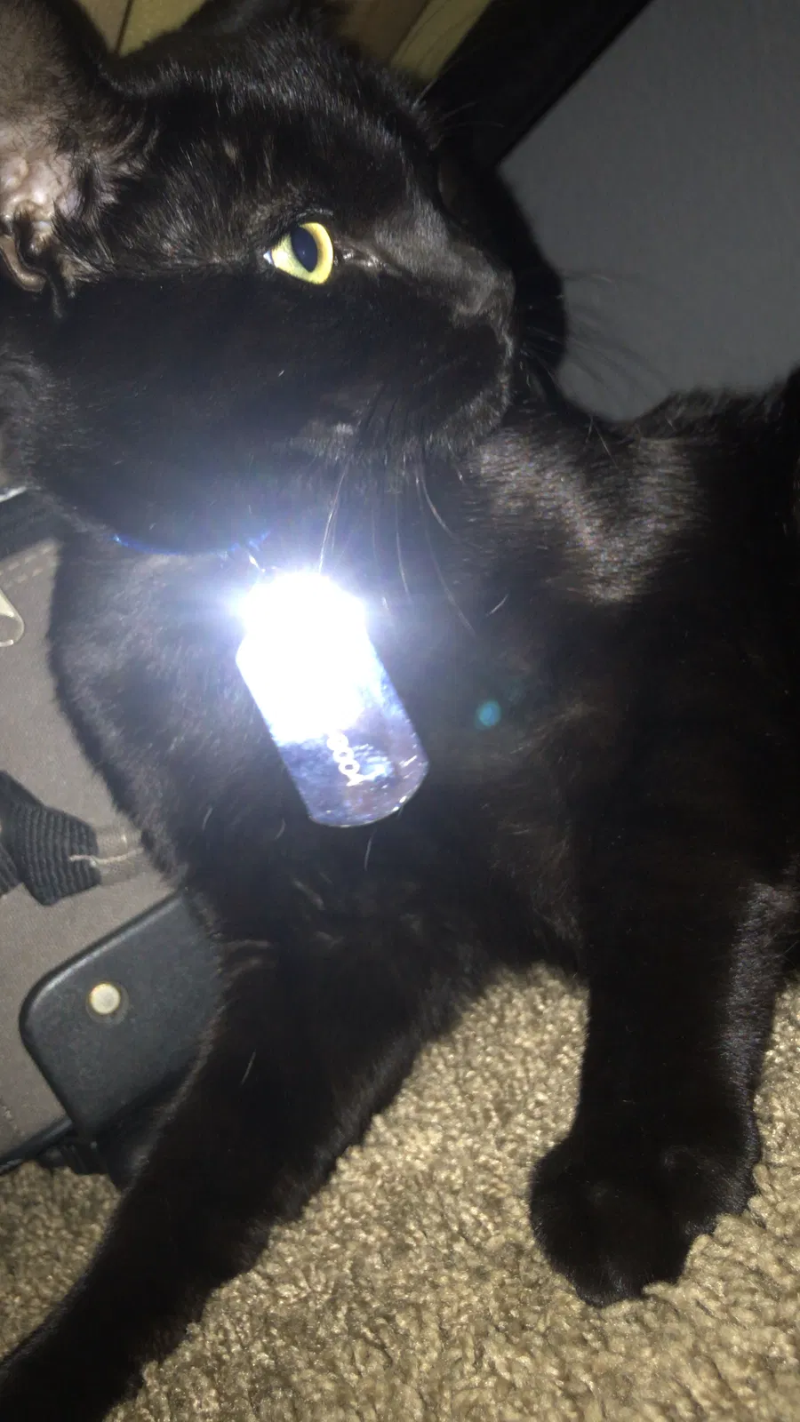 Lost cat in Escondido, CA, 92027