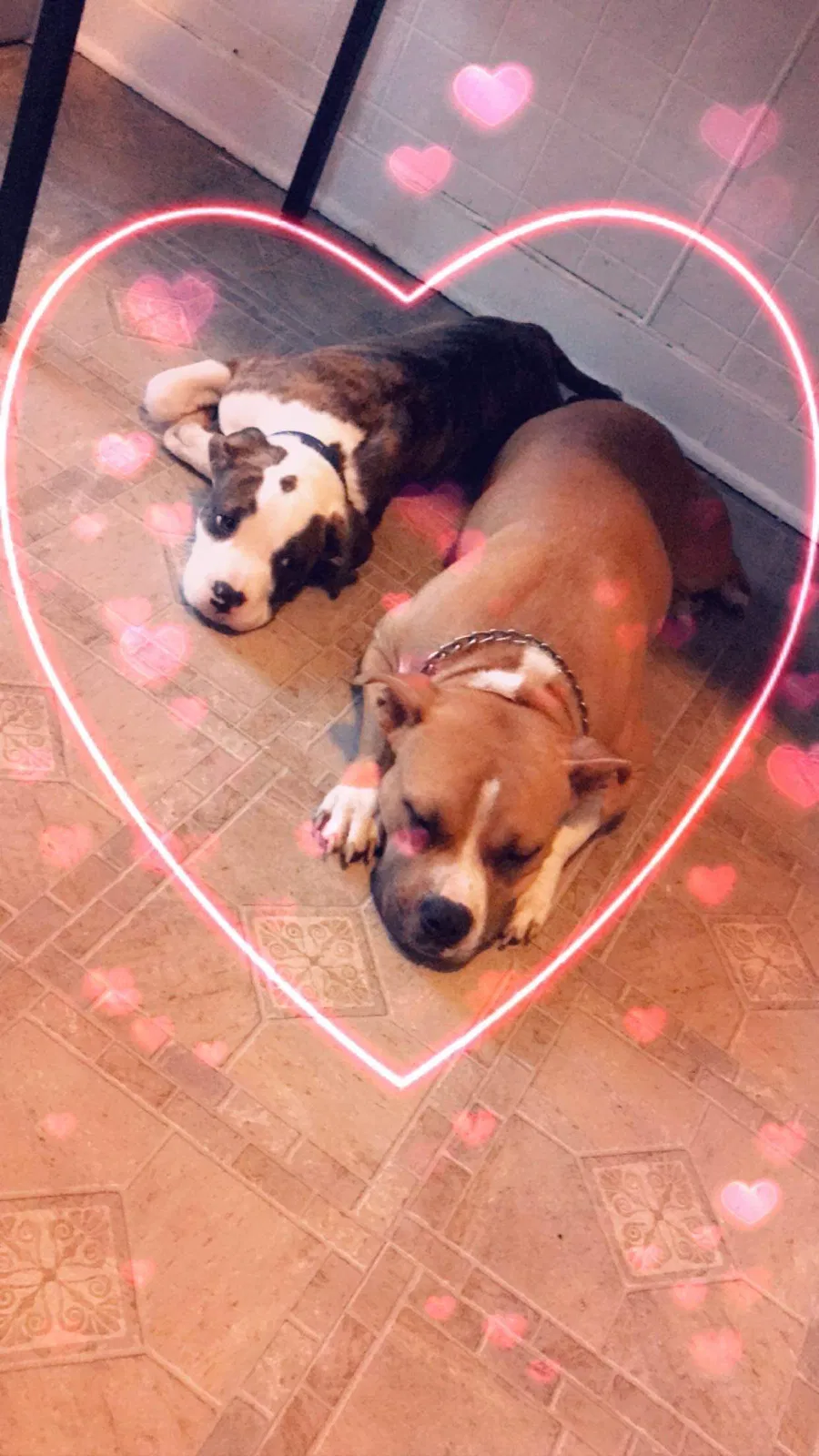 Lost dog in Lafayette, IN, 47904