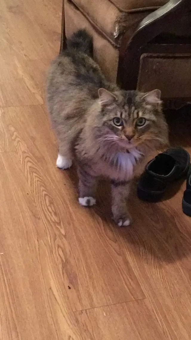 Lost cat in College Station, TX, 77840