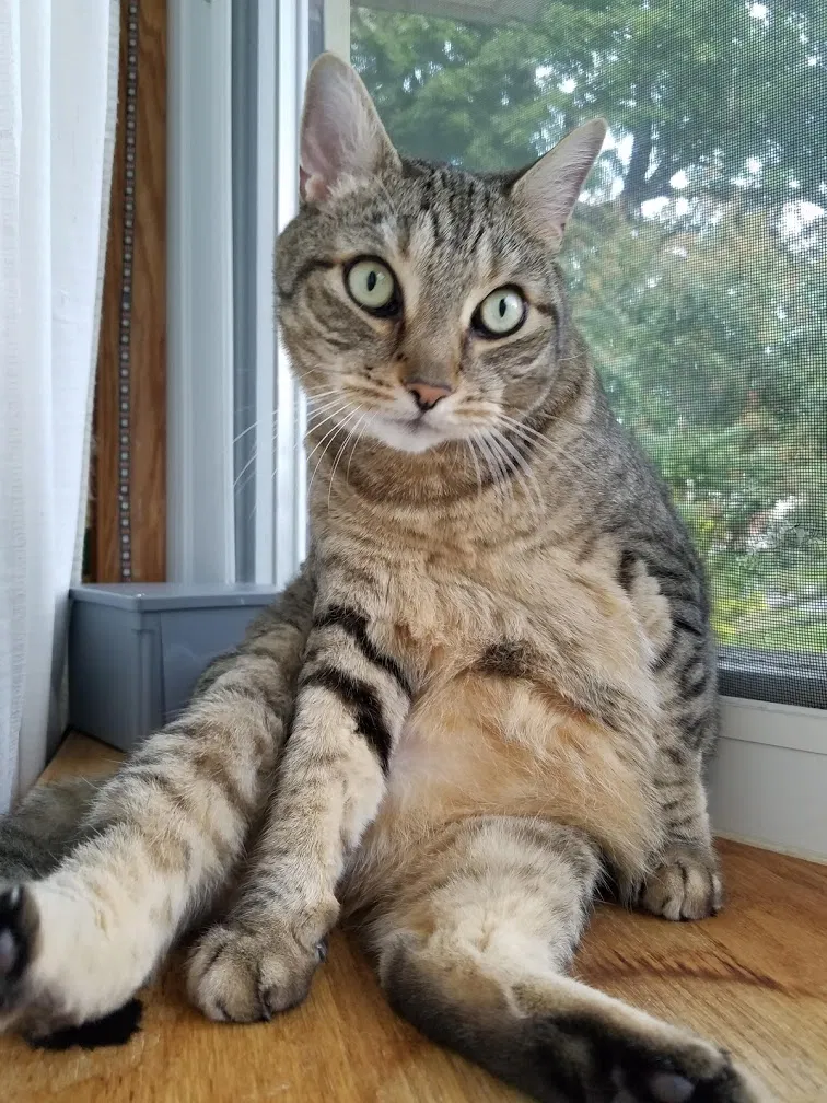 Lost cat in Beverly, NJ, 8010