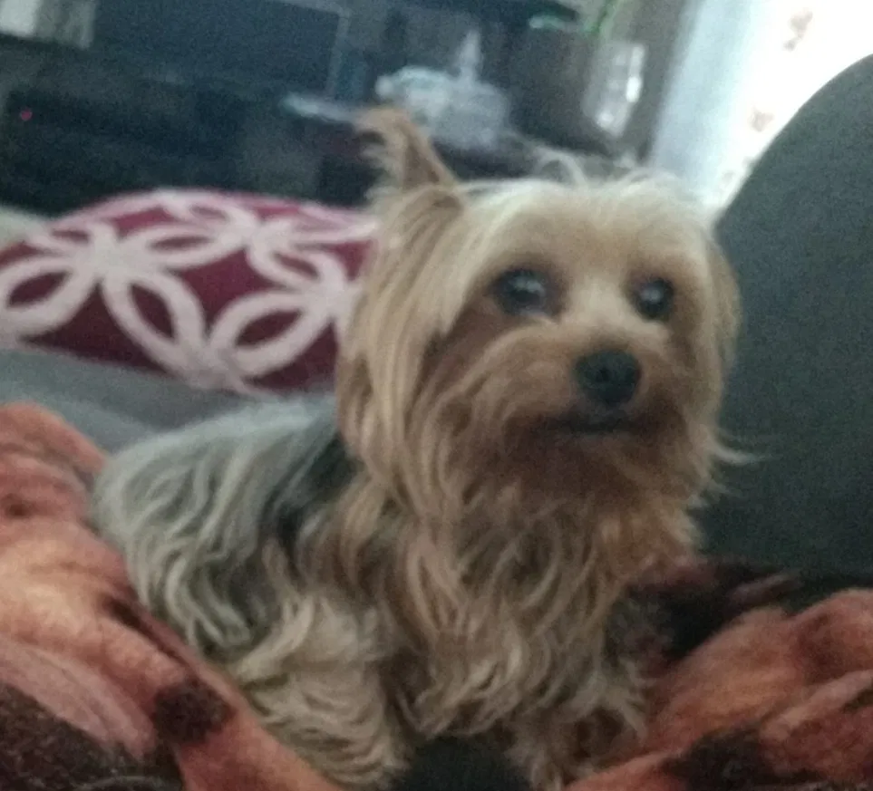 Lost dog in Fontana, CA, 92336