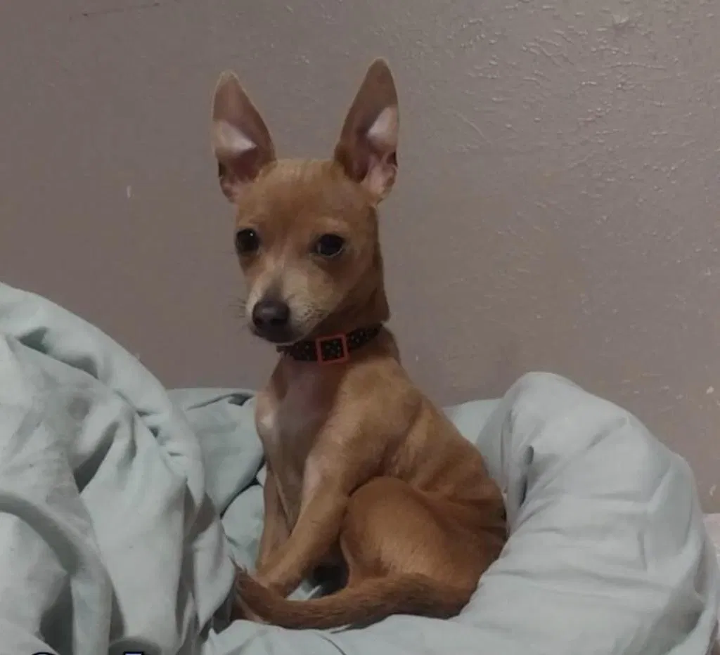 Lost dog in Fort Worth, TX, 76116