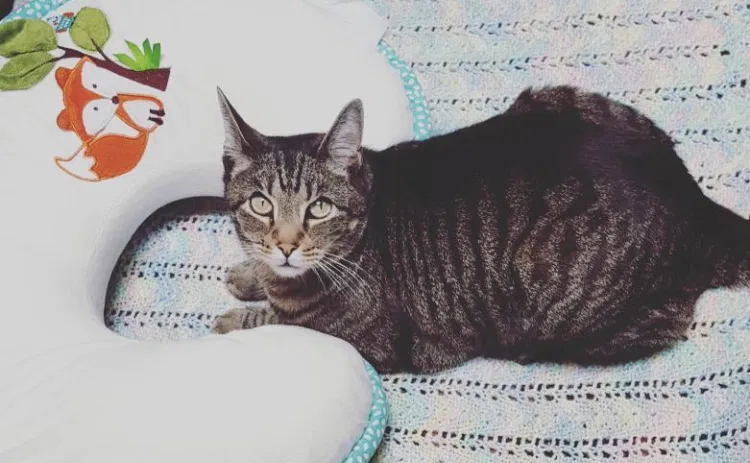 Lost cat in Myerstown, PA, 17067