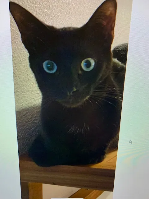 Lost cat in San Diego, CA, 92122